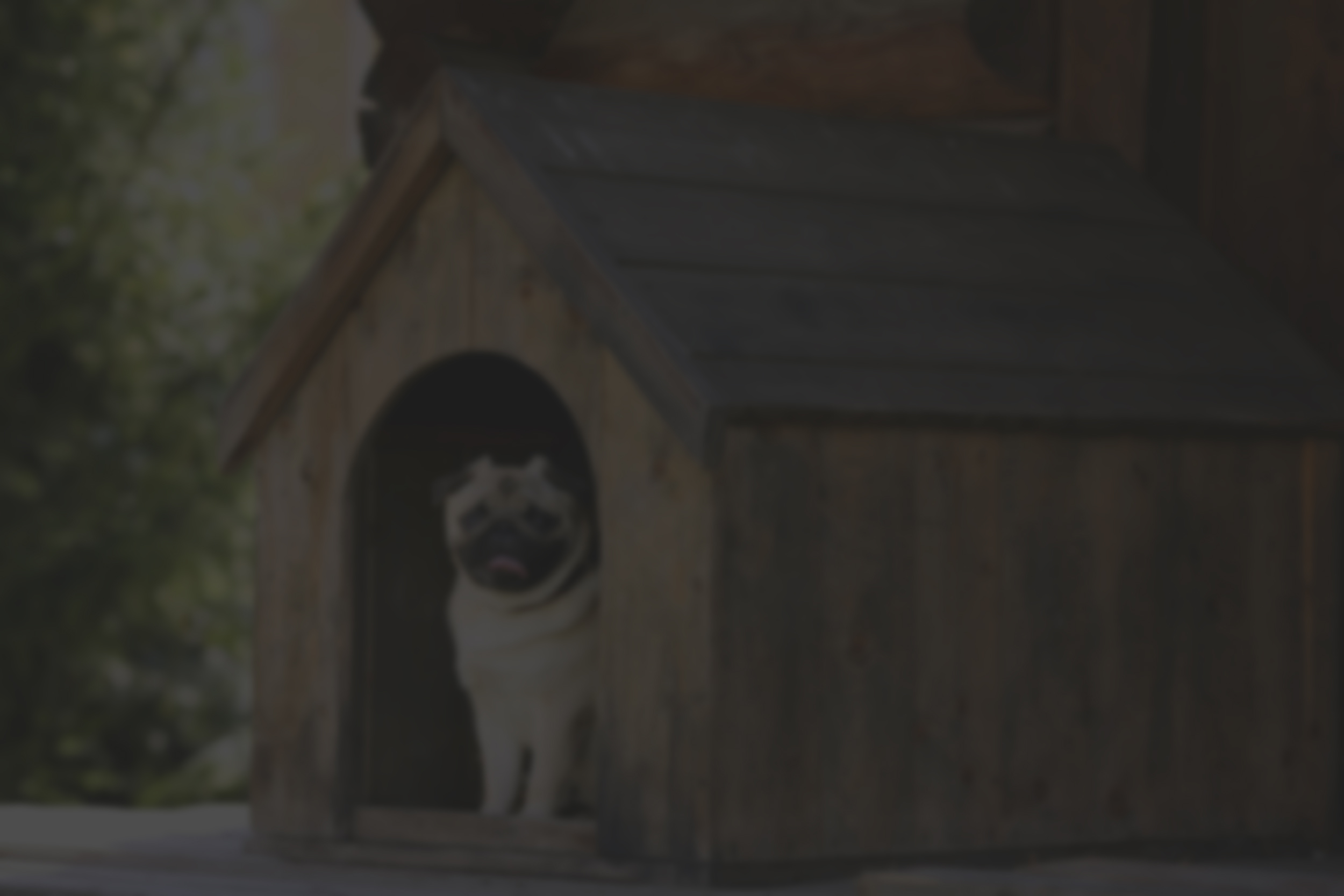 Dog grooming background