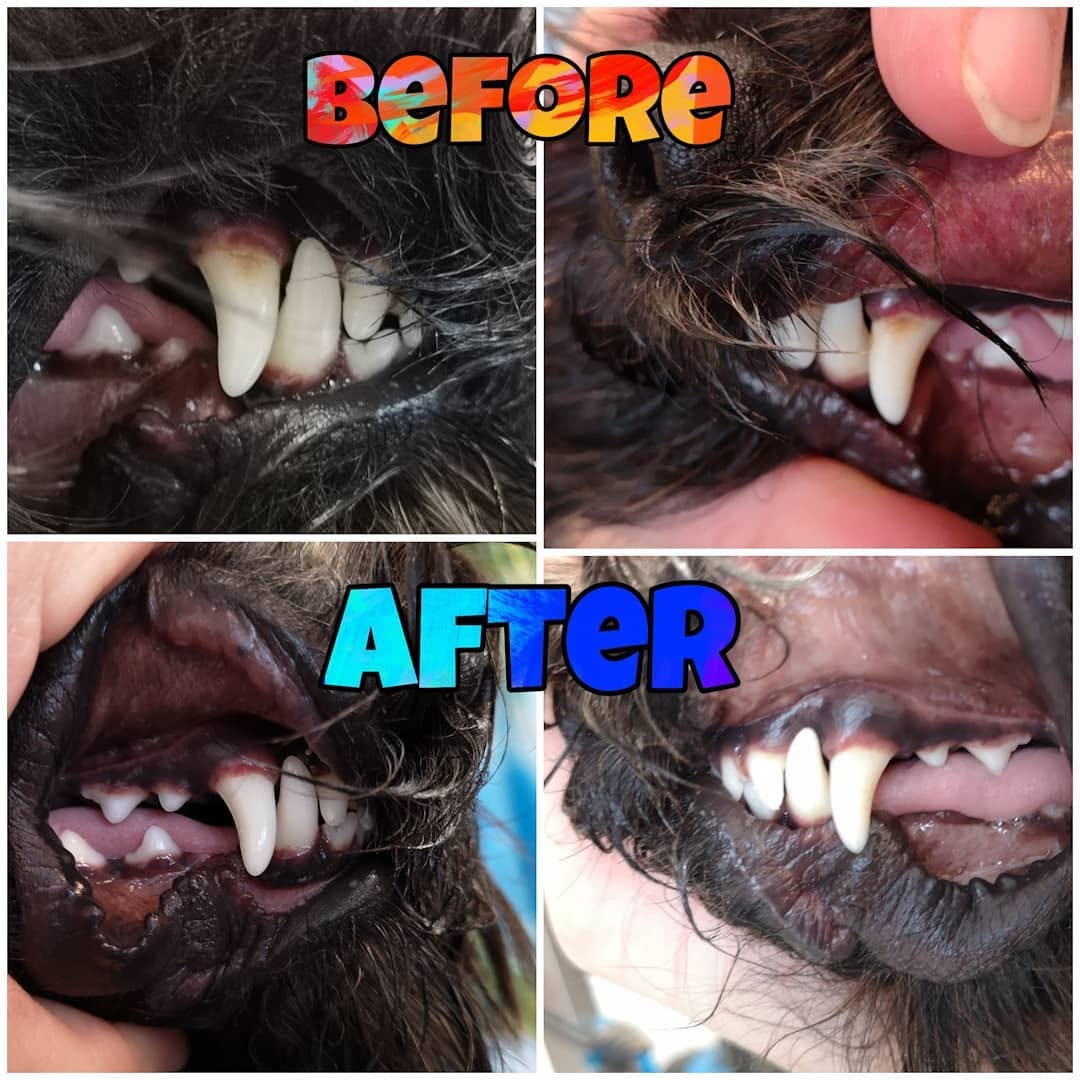 Howling Dogs Grooming gallery photo 3