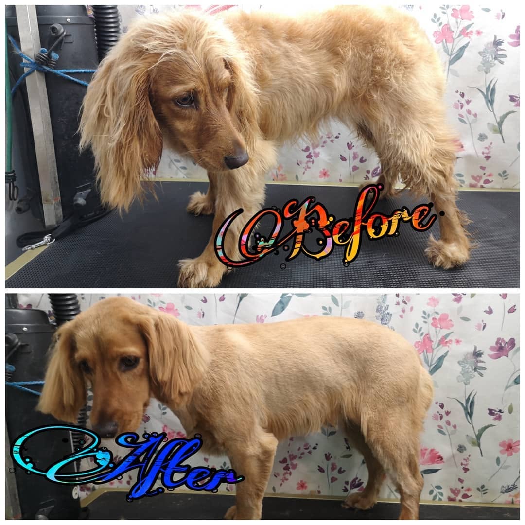 Howling Dogs Grooming gallery photo 4