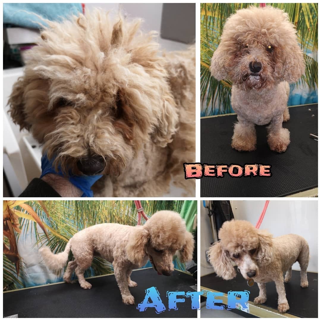 Howling Dogs Grooming gallery photo 5