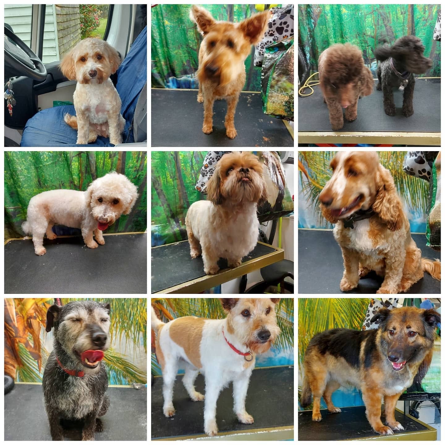Howling Dogs Grooming gallery photo 6