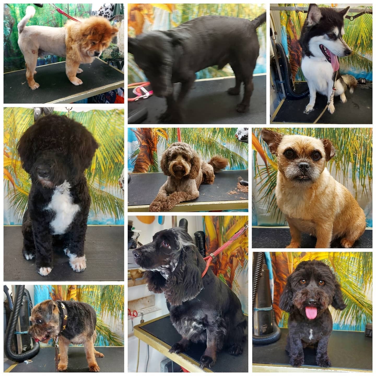 Howling Dogs Grooming gallery photo 7