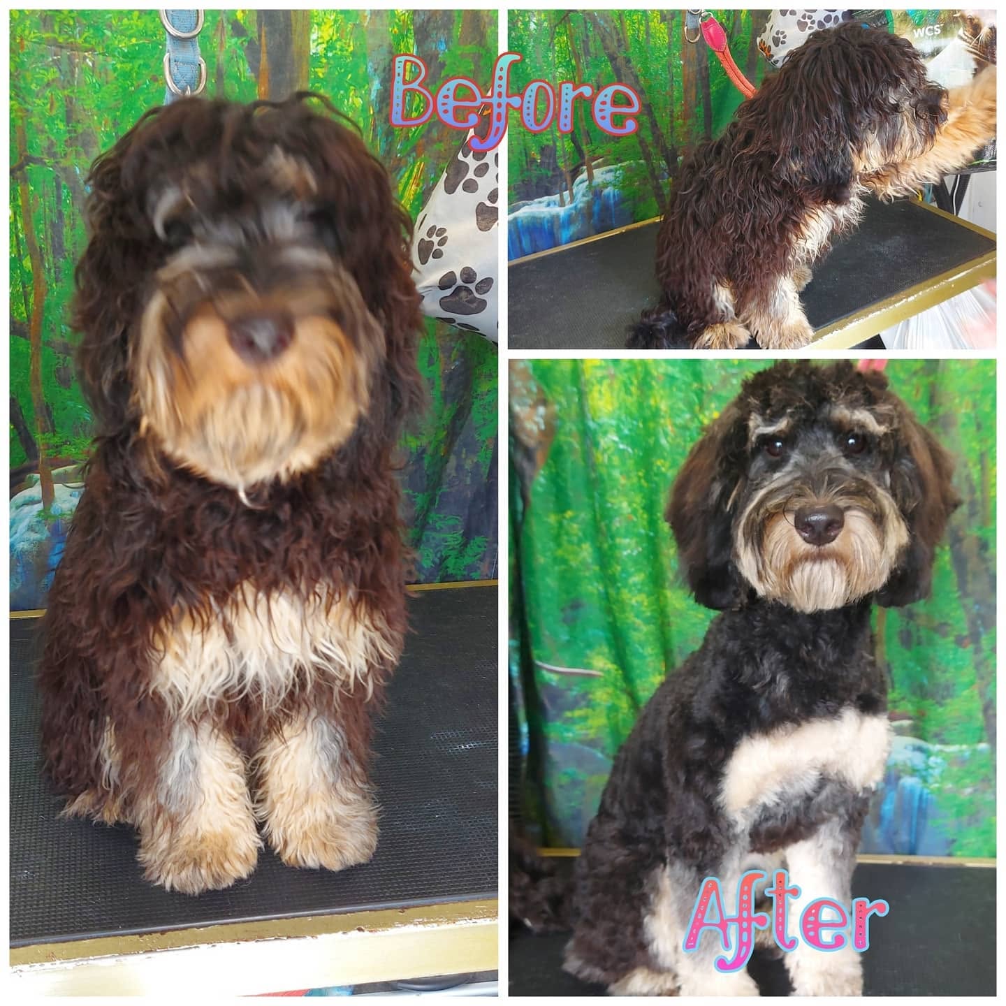 Howling Dogs Grooming gallery photo 8