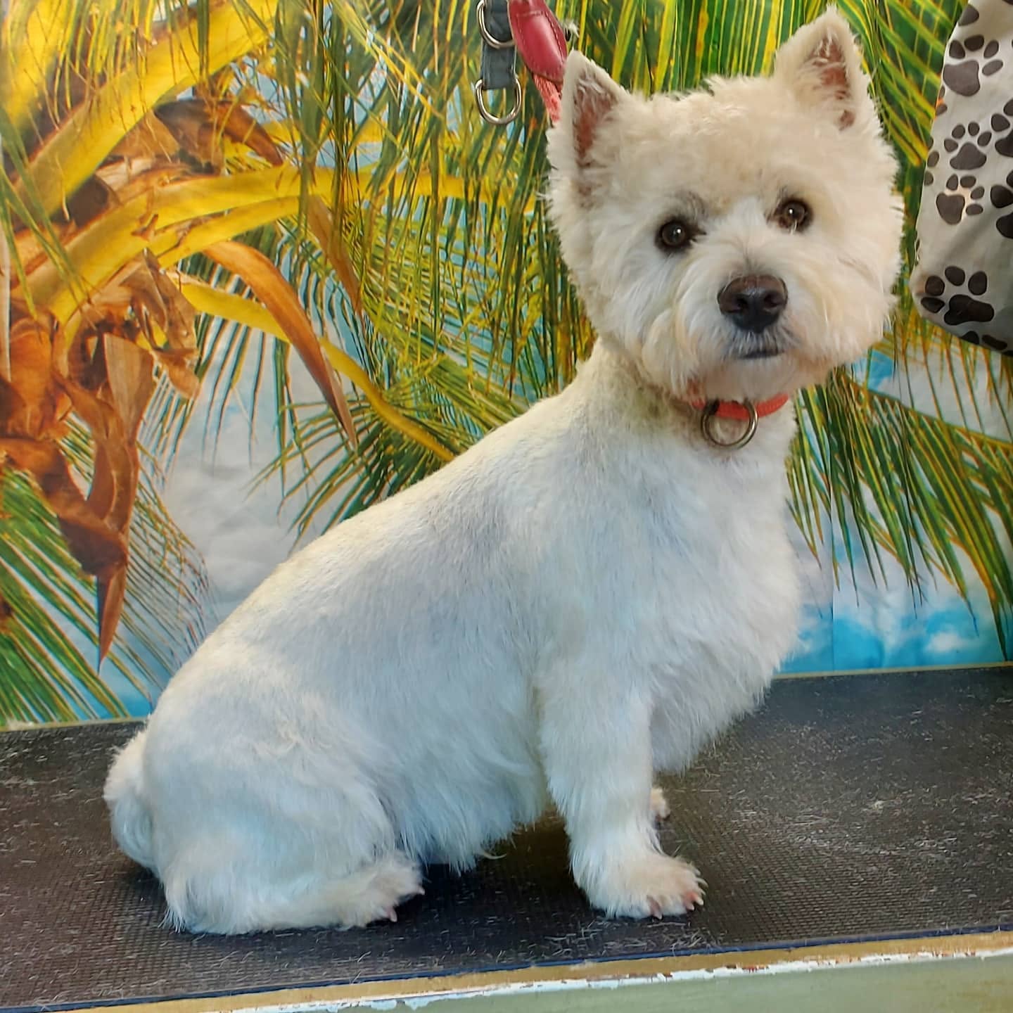 Howling Dogs Grooming gallery photo 9