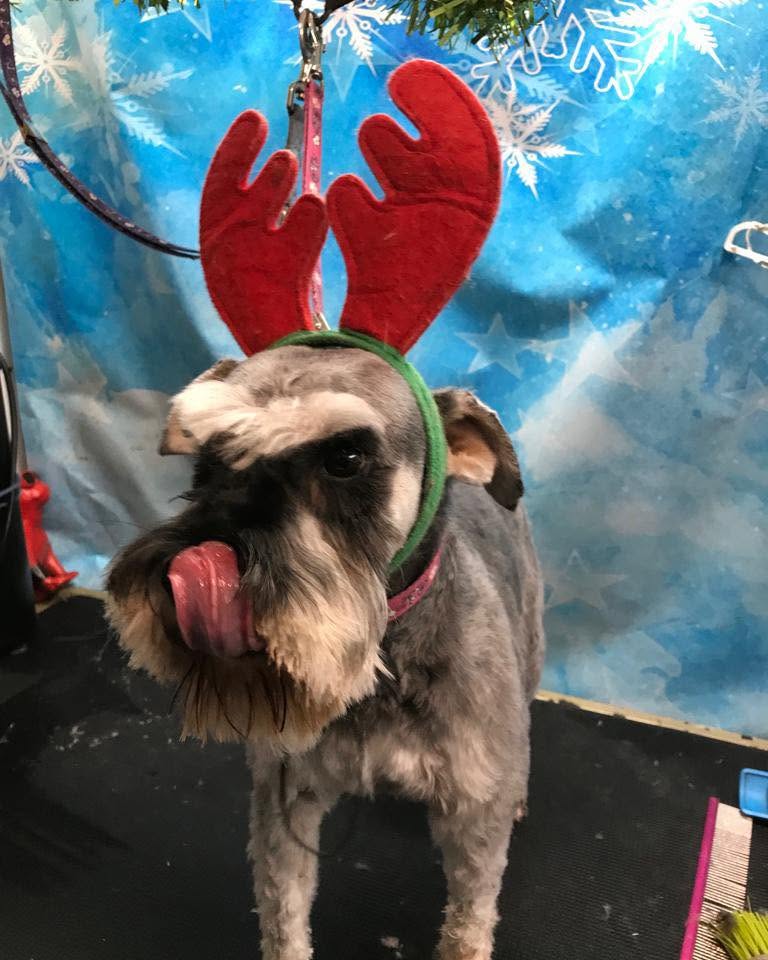 Howling Dogs Grooming gallery photo 11