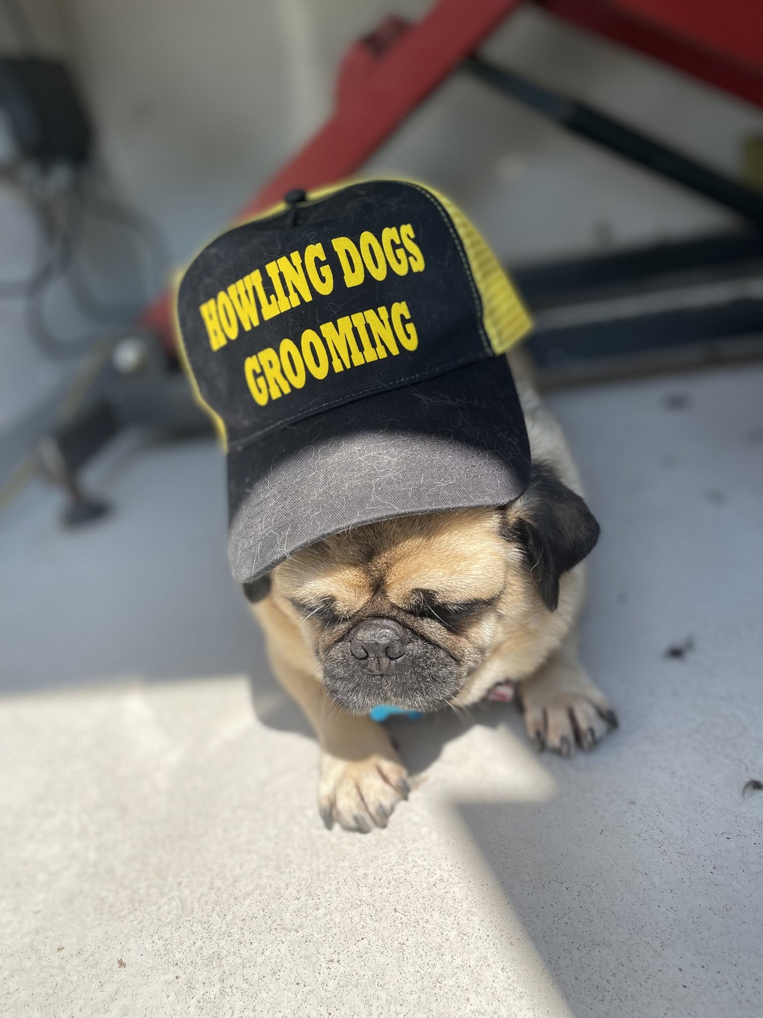 Howling Dogs Grooming gallery photo 12