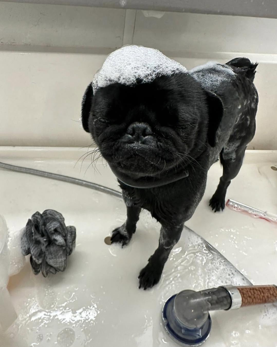 Howling Dogs Grooming gallery photo 15