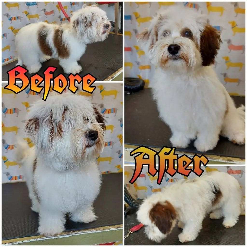Howling Dogs Grooming gallery photo 17