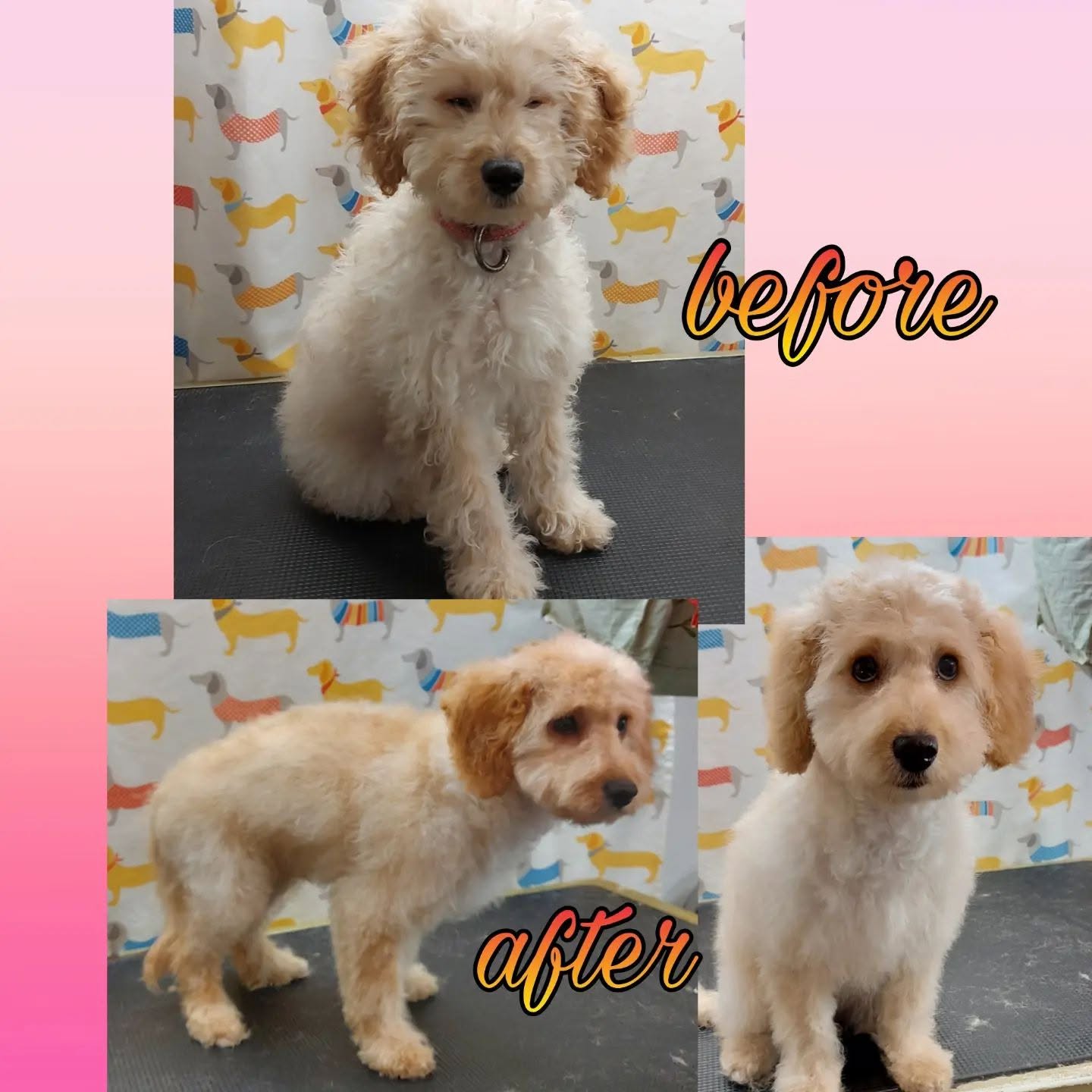 Howling Dogs Grooming gallery photo 18