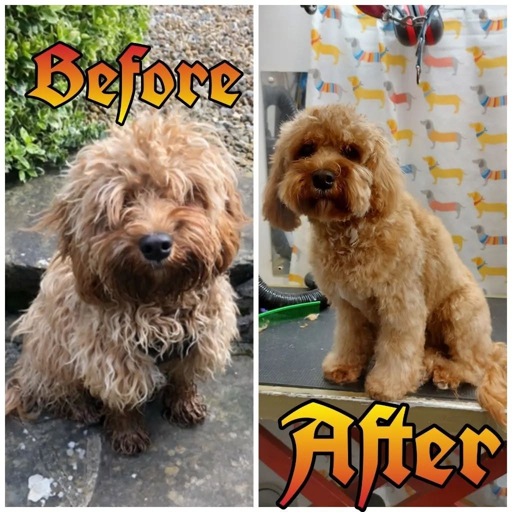 Howling Dogs Grooming gallery photo 19