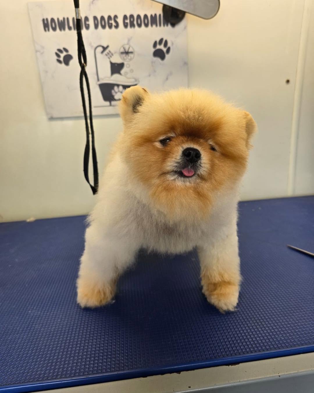 Howling Dogs Grooming gallery photo 20