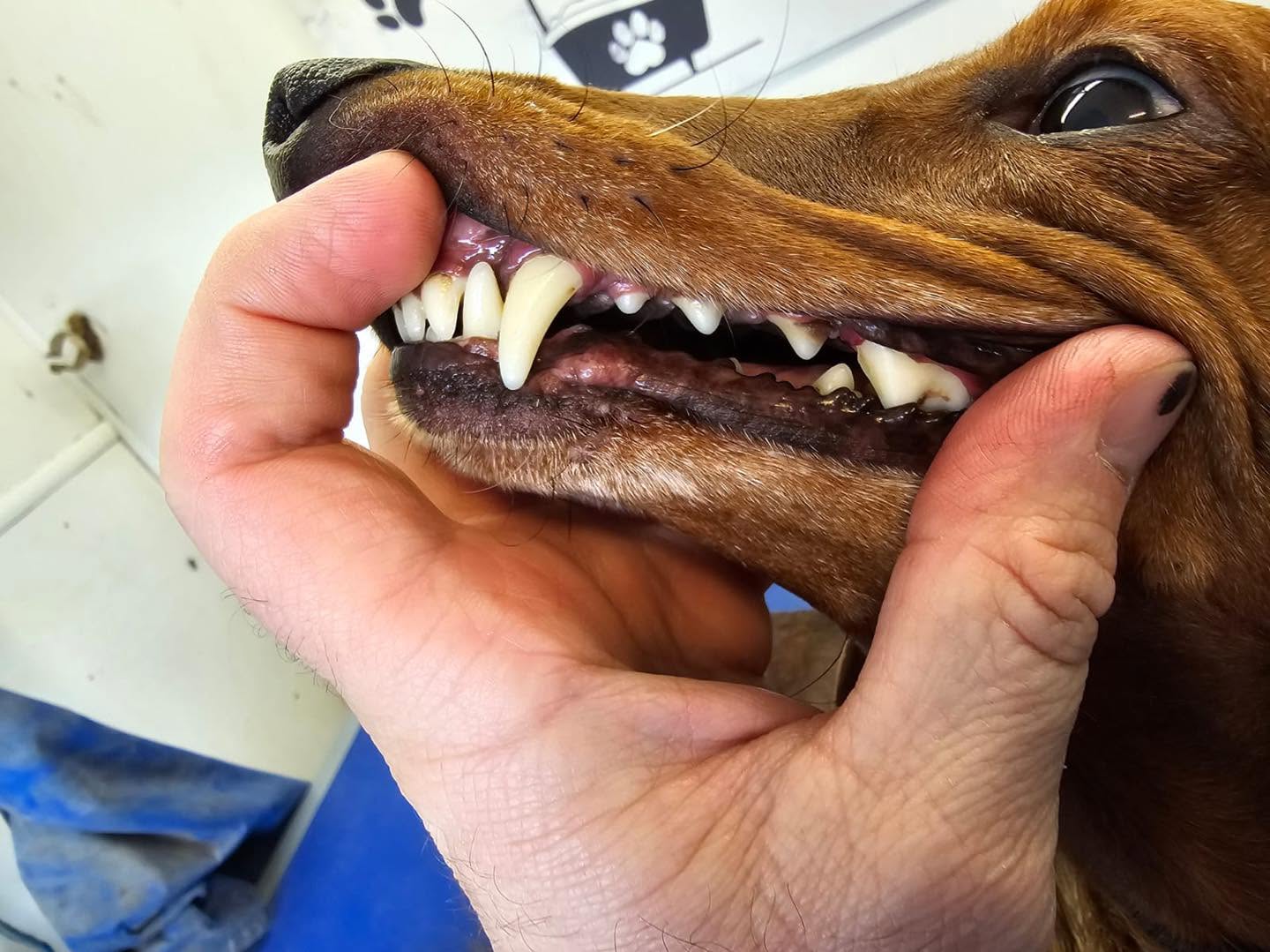 Howling Dogs Grooming gallery photo 21