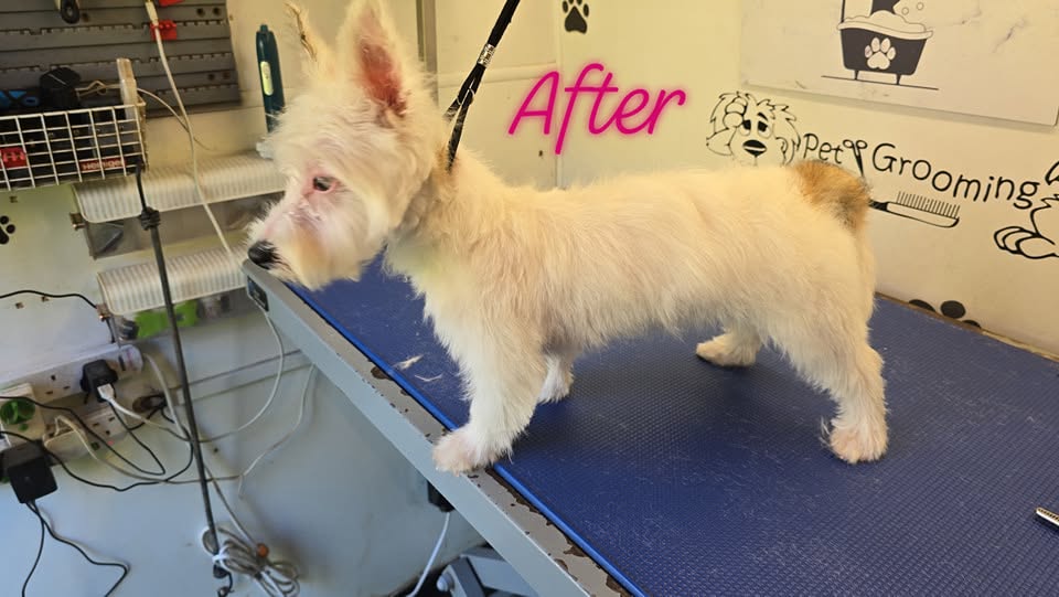 Howling Dogs Grooming gallery photo 22