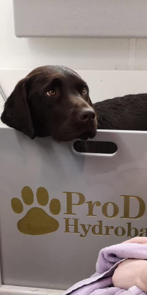Howling Dogs Grooming gallery photo 1