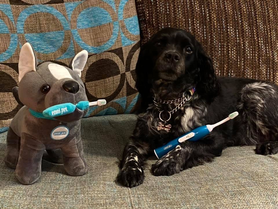 Howling Dogs Grooming gallery photo 2